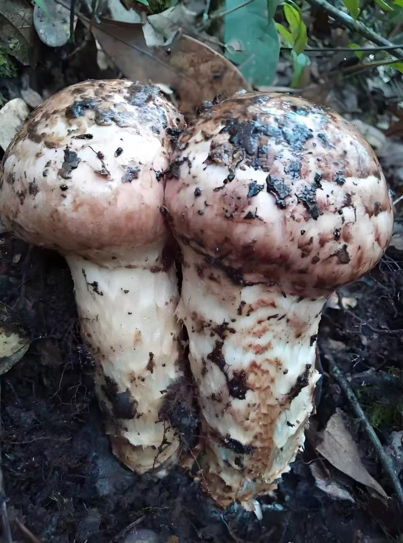 云南新鲜松茸大量上市产地直发每天现货一件代发