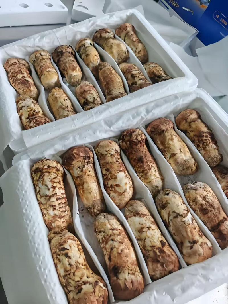 云南新鲜松茸大量上市产地直发每天现货一件代发