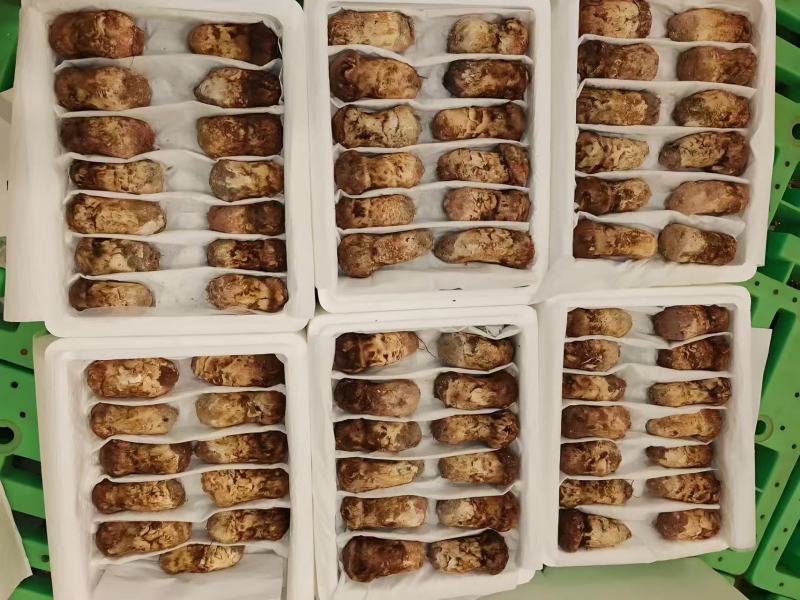 云南新鲜松茸大量上市产地直发每天现货一件代发