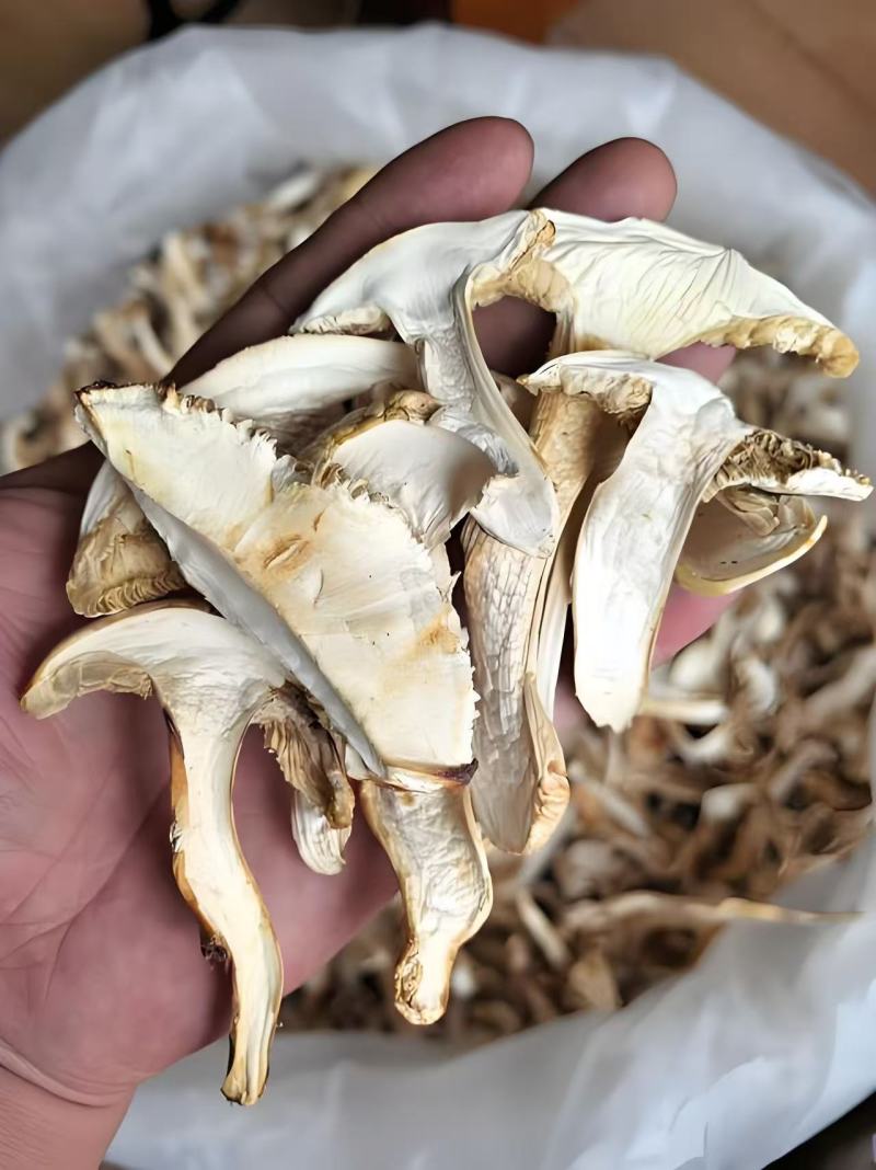 云南精品松茸干片大量上市货源充足产地直发一件代发