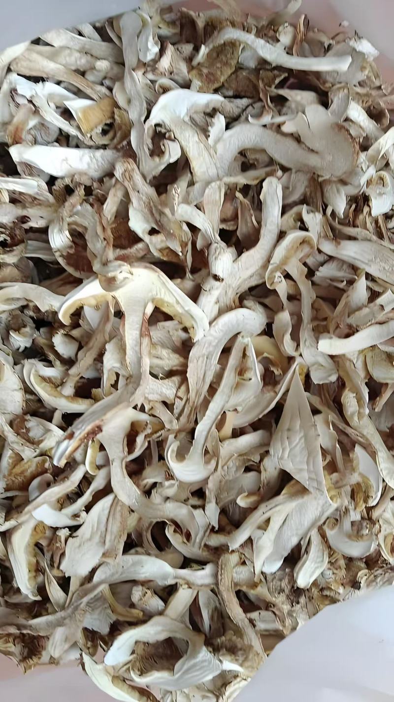 云南精品松茸干片大量上市货源充足产地直发一件代发