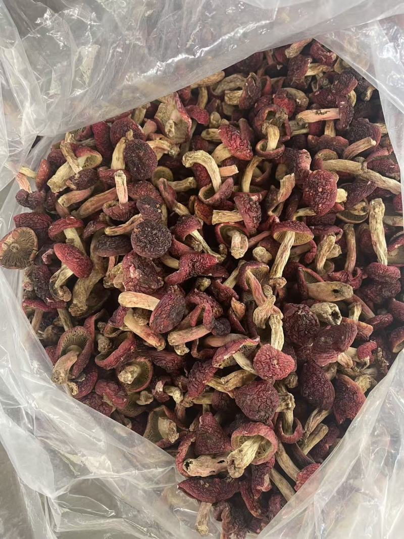 云南精品野生红菇干活新货上市价格不贵一件也是批发价