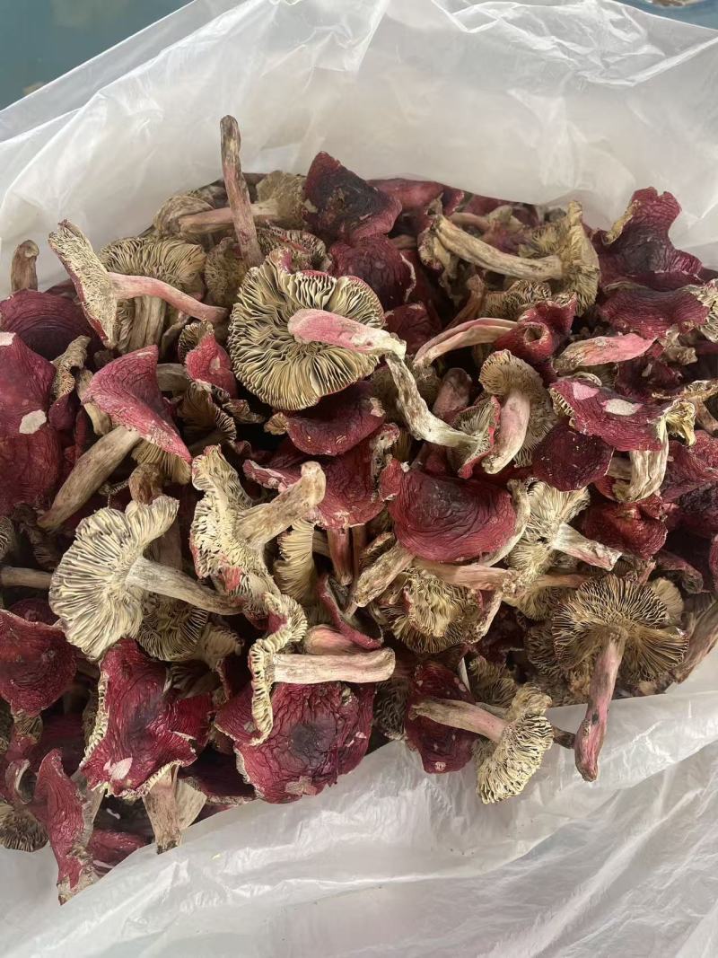 云南精品野生红菇干活新货上市价格不贵一件也是批发价
