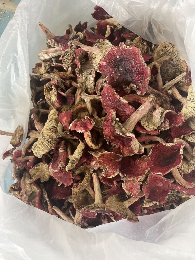 云南精品野生红菇干活新货上市价格不贵一件也是批发价