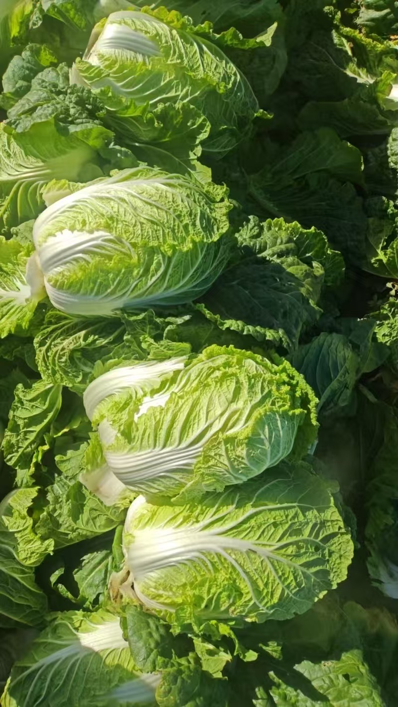 精选河北黄心白菜黄心大白菜现摘现发保质保量欢迎联系