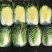 精选河北黄心白菜黄心大白菜现摘现发保质保量欢迎联系