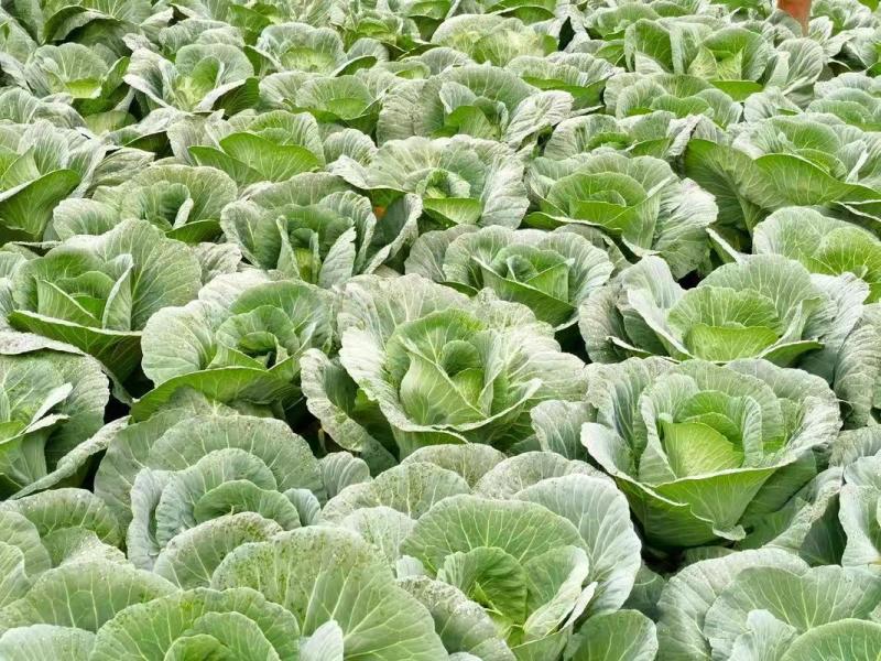 热卖甘蓝圆包菜新鲜蔬菜河北甘蓝蔚县甘蓝蔬菜基地欢迎老板联系
