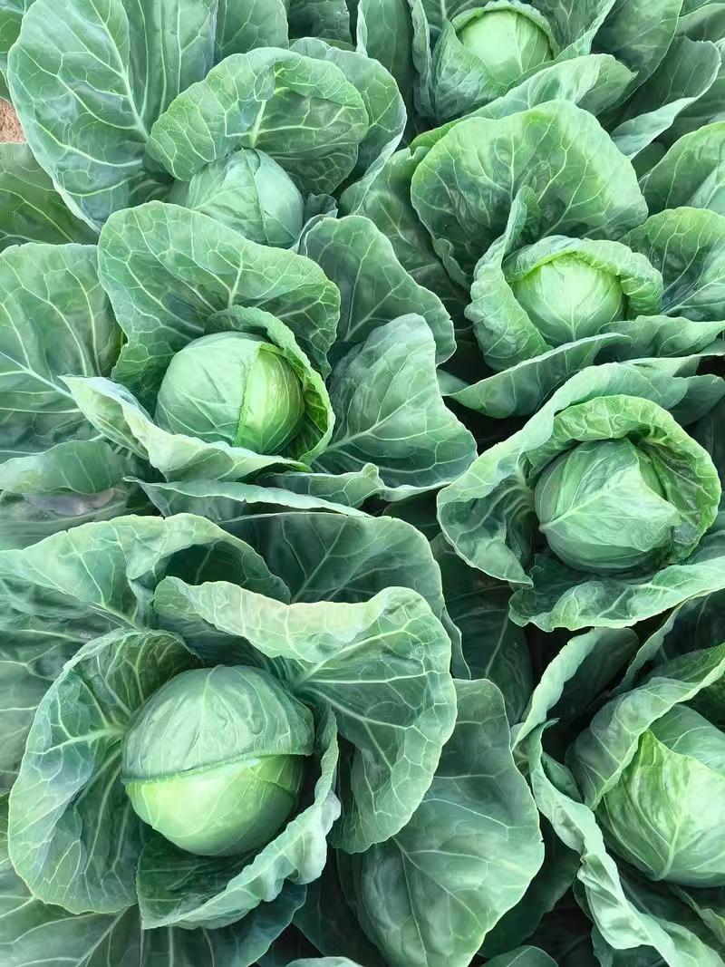 热卖甘蓝圆包菜新鲜蔬菜河北甘蓝蔚县甘蓝蔬菜基地欢迎老板联系