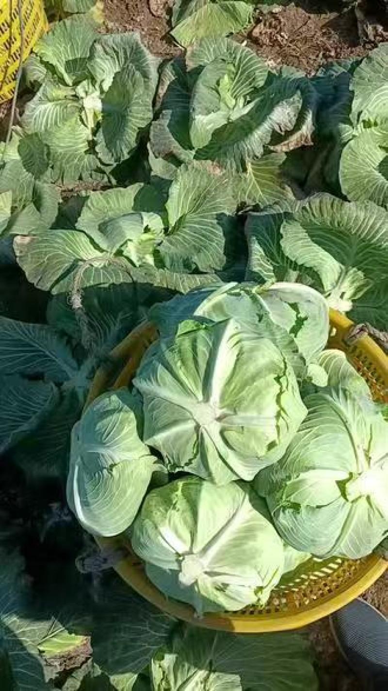 热卖甘蓝圆包菜新鲜蔬菜河北甘蓝蔚县甘蓝蔬菜基地欢迎老板联系
