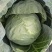 热卖甘蓝圆包菜新鲜蔬菜河北甘蓝蔚县甘蓝蔬菜基地欢迎老板联系