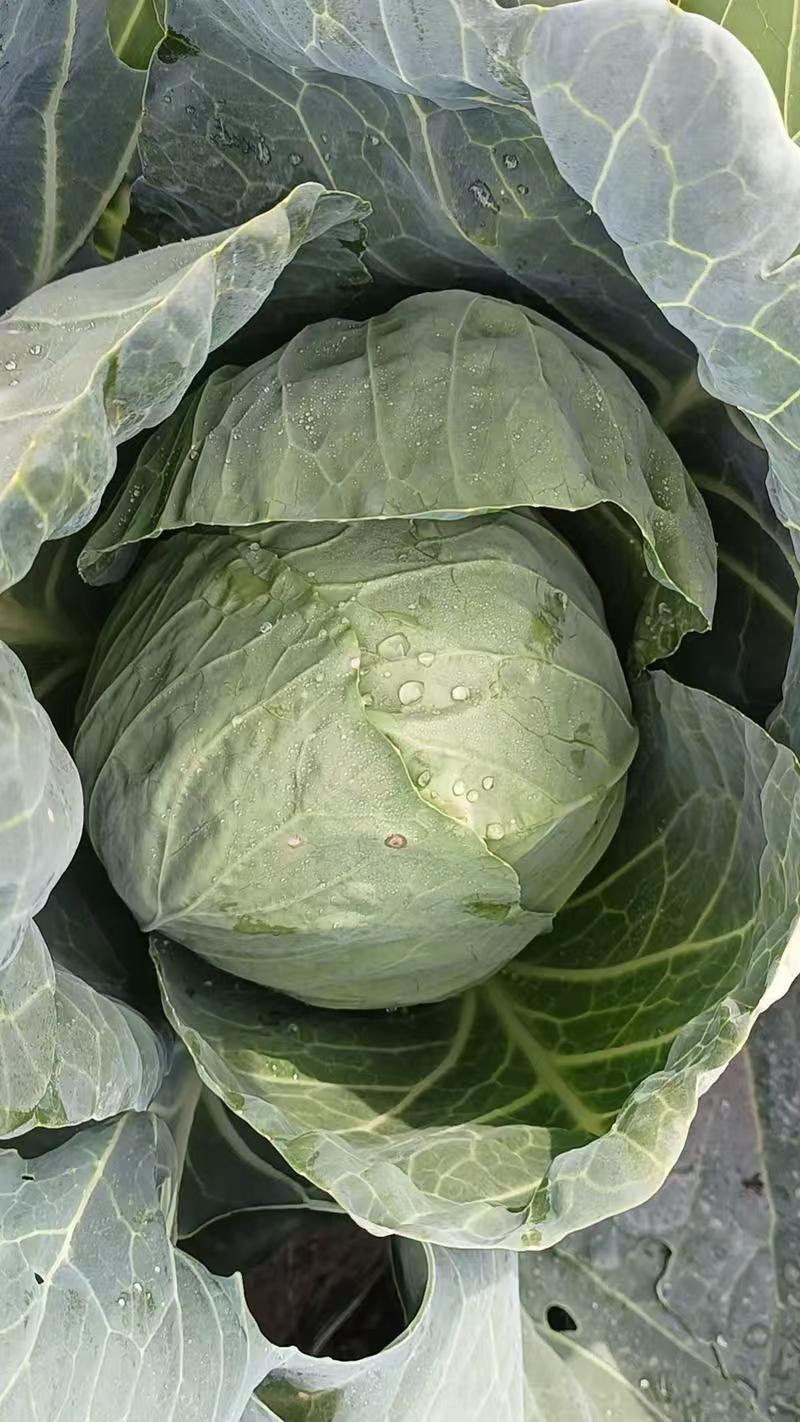热卖甘蓝圆包菜新鲜蔬菜河北甘蓝蔚县甘蓝蔬菜基地欢迎老板联系