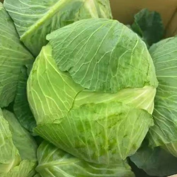 热卖甘蓝圆包菜新鲜蔬菜河北甘蓝蔚县甘蓝蔬菜基地欢迎老板联系