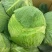 热卖甘蓝圆包菜新鲜蔬菜河北甘蓝蔚县甘蓝蔬菜基地欢迎老板联系