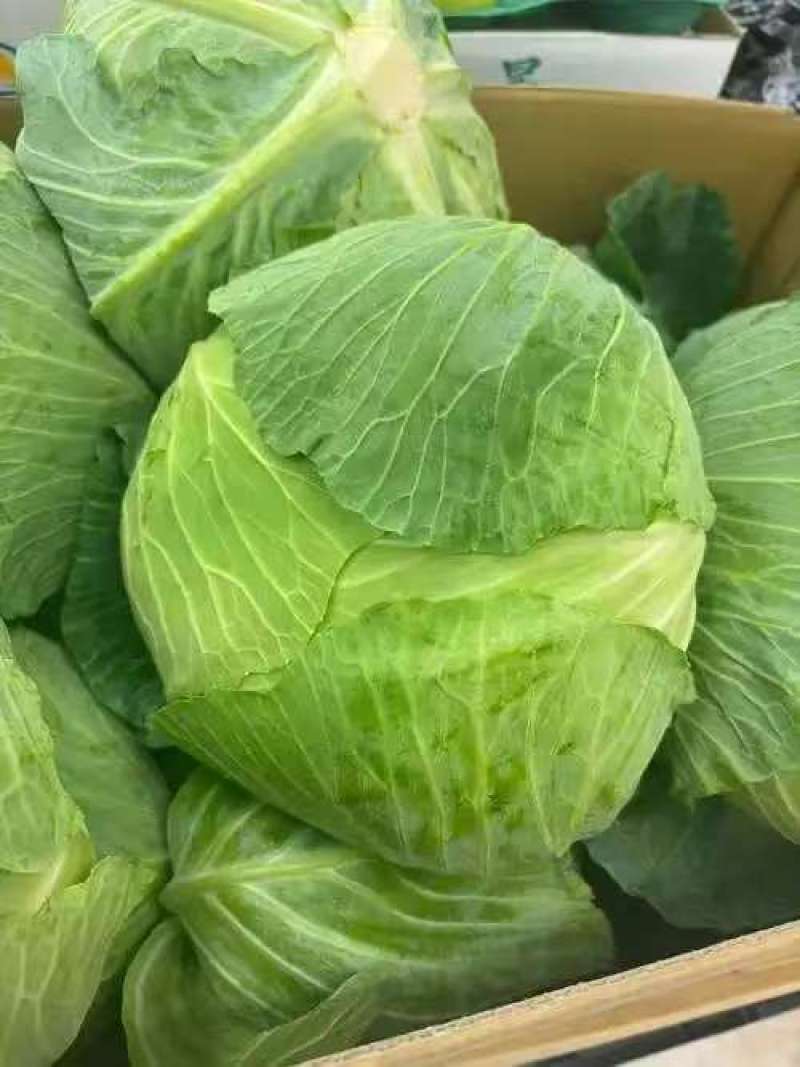 热卖甘蓝圆包菜新鲜蔬菜河北甘蓝蔚县甘蓝蔬菜基地欢迎老板联系