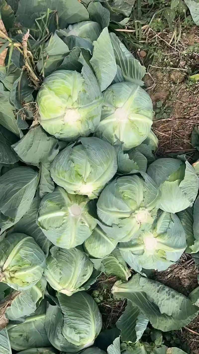 热卖甘蓝圆包菜新鲜蔬菜河北甘蓝蔚县甘蓝蔬菜基地欢迎老板联系
