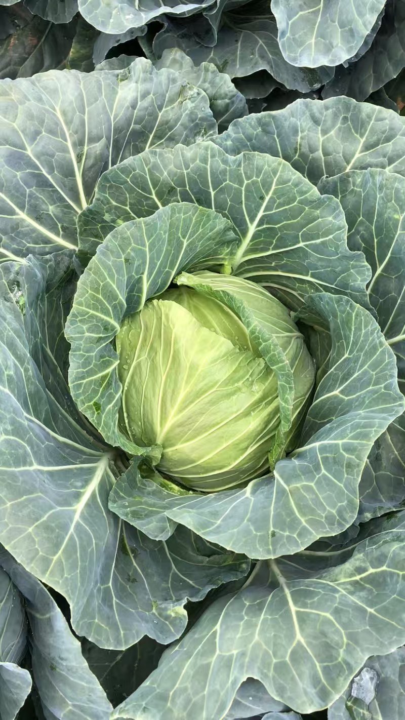 热卖甘蓝圆包菜新鲜蔬菜河北甘蓝蔚县甘蓝蔬菜基地欢迎老板联系