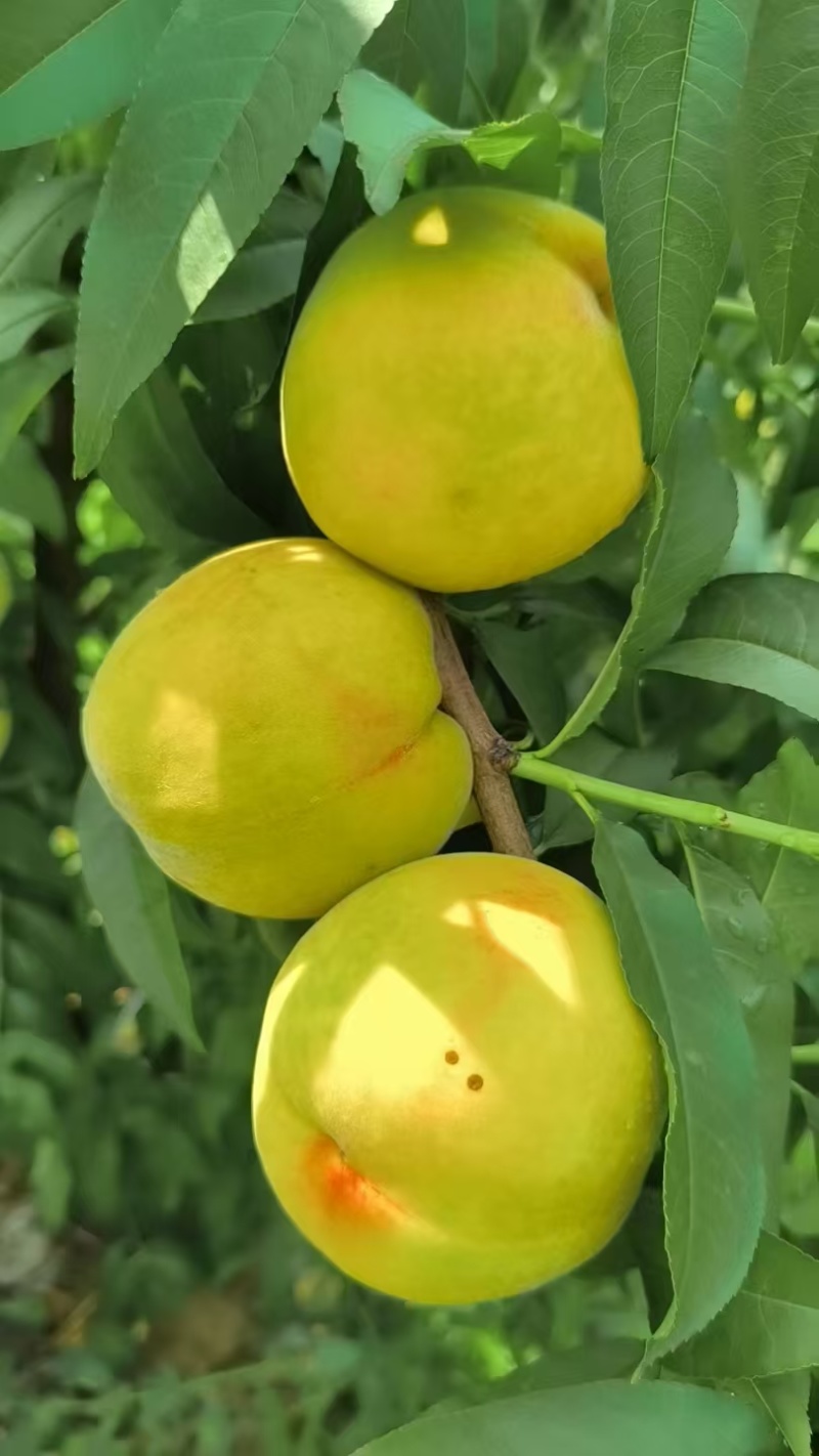 黄金冠桃🍑好吃不贵几十万斤可对接全国电商市场商超等客商