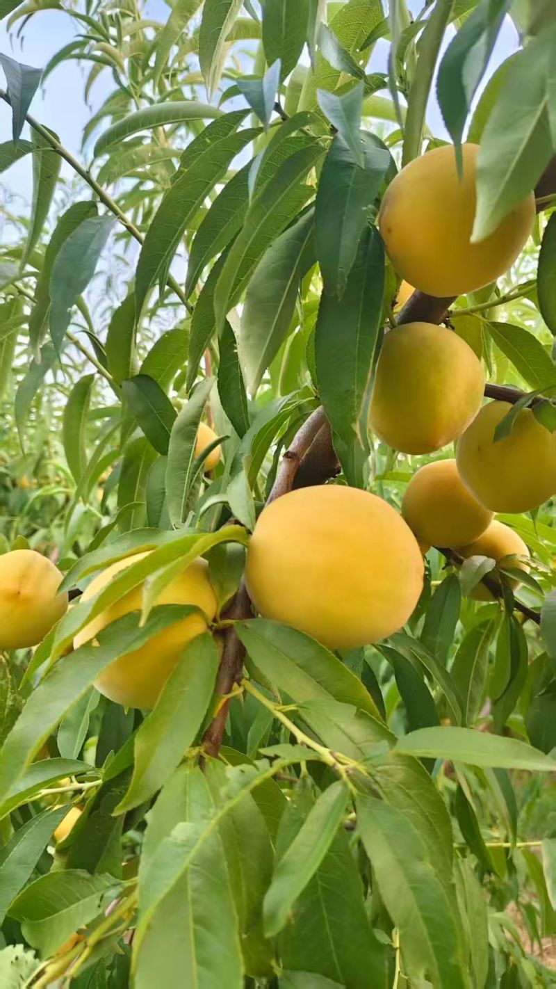 黄金冠桃🍑好吃不贵几十万斤可对接全国电商市场商超等客商
