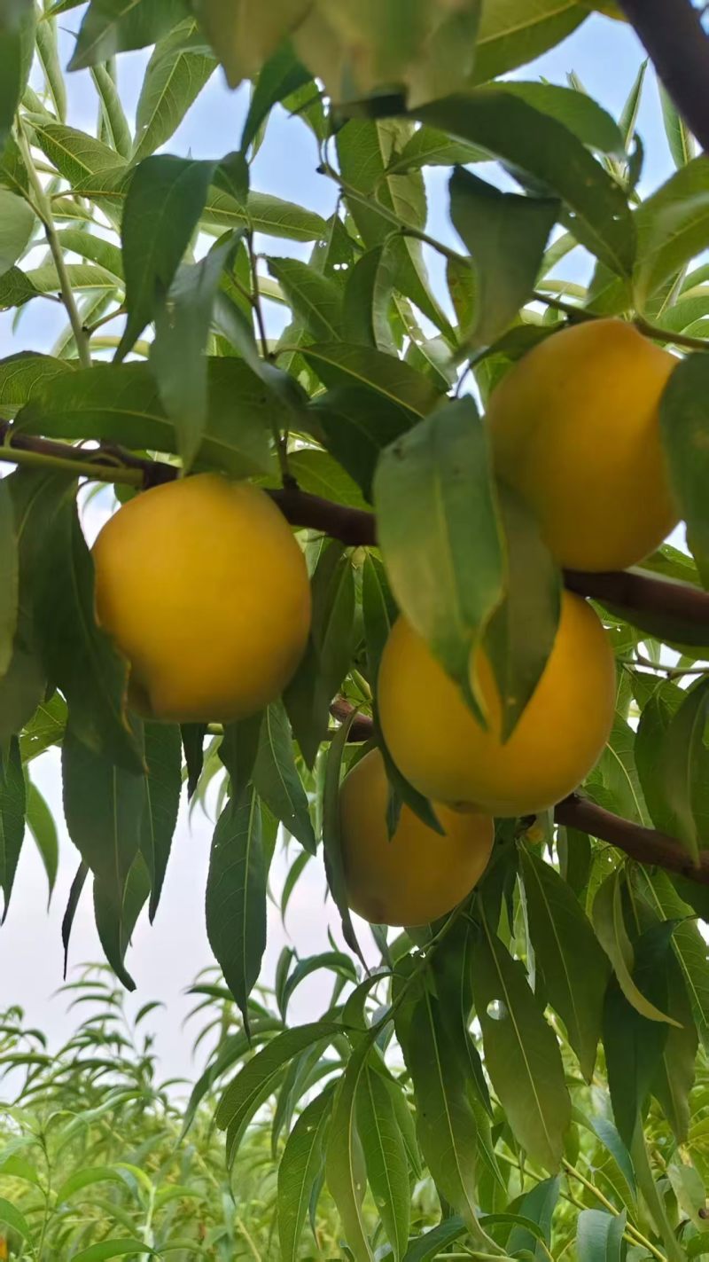 黄金冠桃🍑好吃不贵几十万斤可对接全国电商市场商超等客商