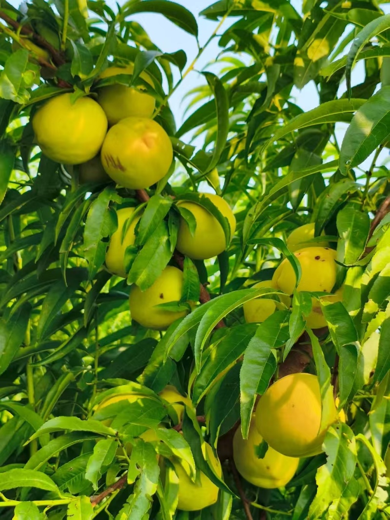 黄金冠桃🍑好吃不贵几十万斤可对接全国电商市场商超等客商
