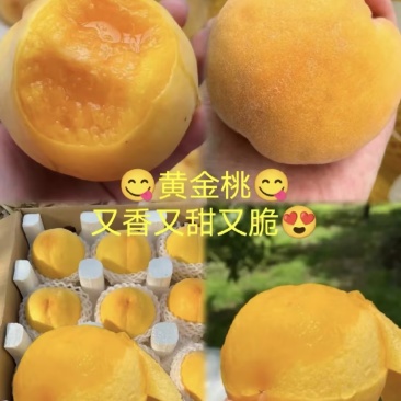 黄金冠桃🍑好吃不贵几十万斤可对接全国电商市场商超等客商