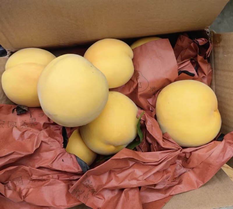 黄金冠桃🍑好吃不贵几十万斤可对接全国电商市场商超等客商