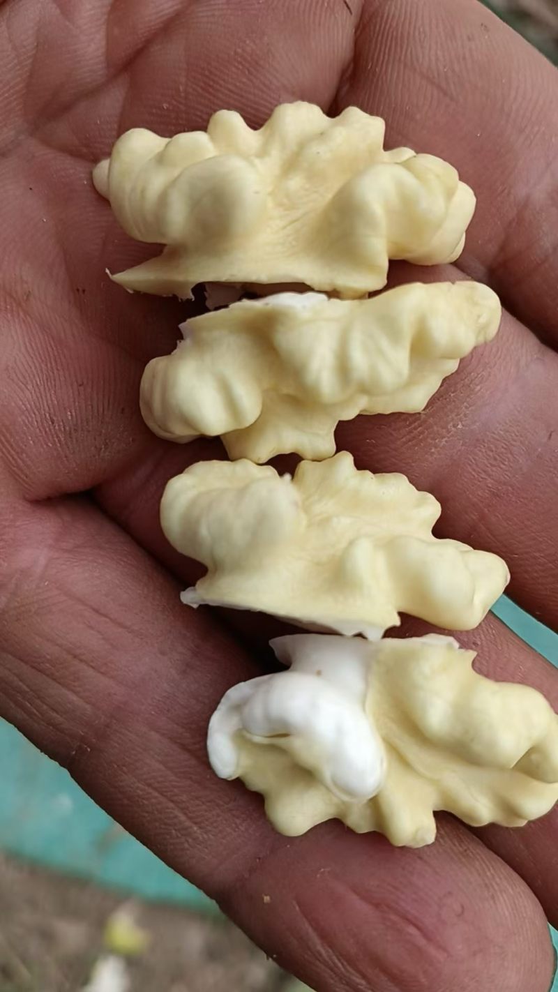 青皮核桃、水核桃青仁核桃、纸皮鲜核桃、老树山核桃绵仁核桃