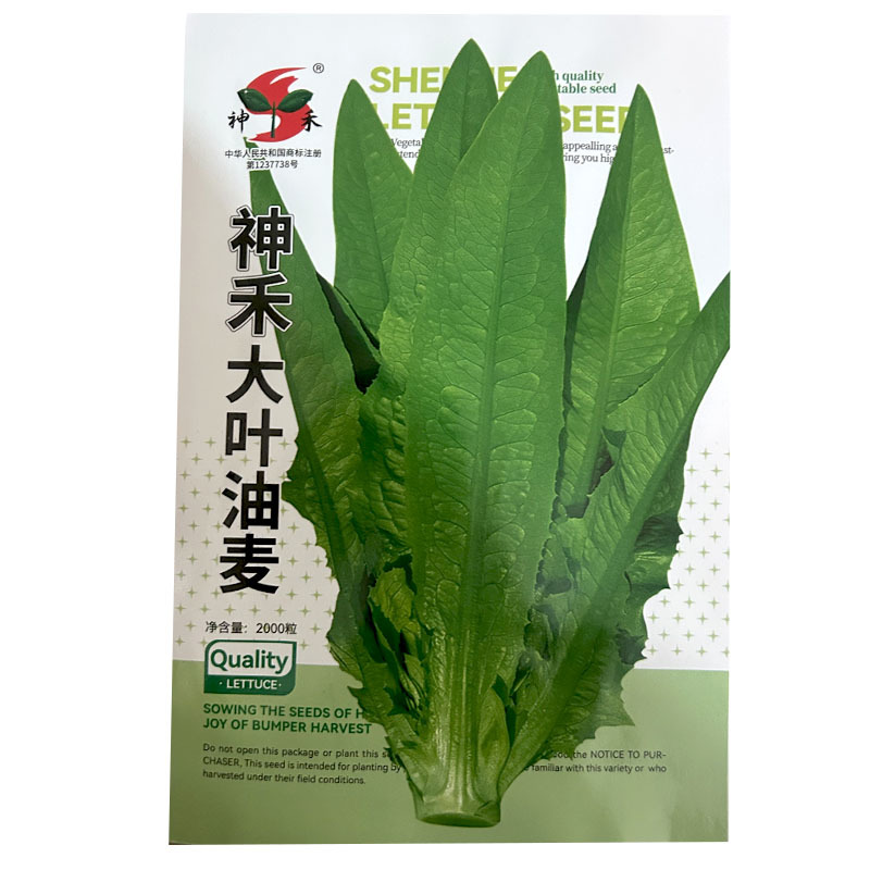 大叶油麦菜种子绿色有油光泽耐寒耐热肉质甜脆大田基地