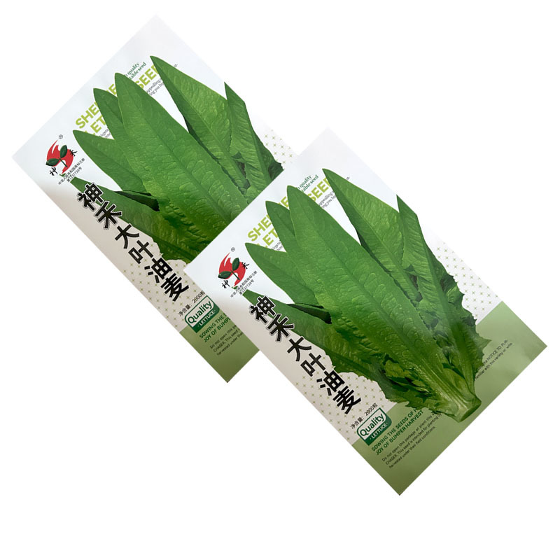 大叶油麦菜种子绿色有油光泽耐寒耐热肉质甜脆大田基地