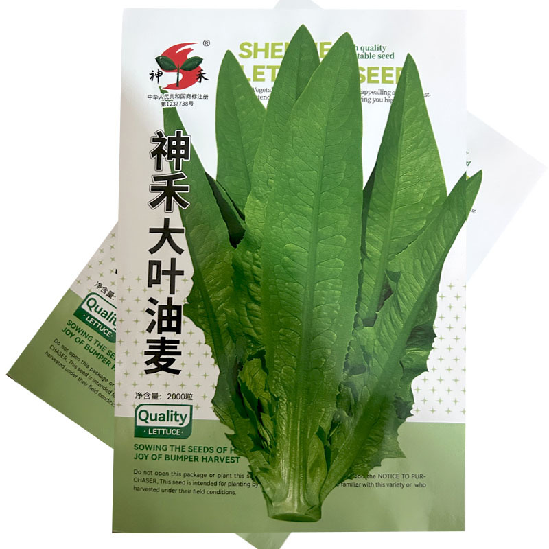 大叶油麦菜种子绿色有油光泽耐寒耐热肉质甜脆大田基地