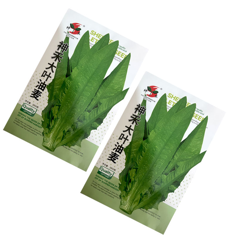 大叶油麦菜种子绿色有油光泽耐寒耐热肉质甜脆大田基地