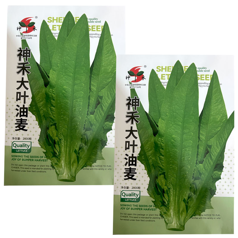 大叶油麦菜种子绿色有油光泽耐寒耐热肉质甜脆大田基地