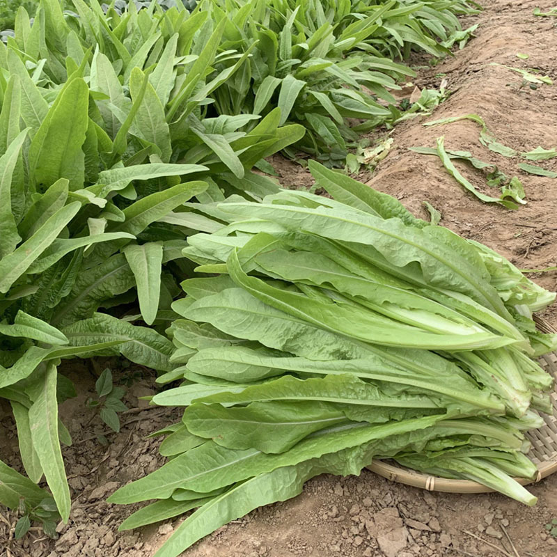 绿剑无斑香油麦菜种子大颗型油麦菜叶宽香油麦种籽