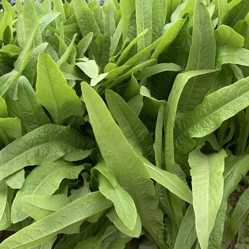 绿剑无斑香油麦菜种子大颗型油麦菜叶宽香油麦种籽