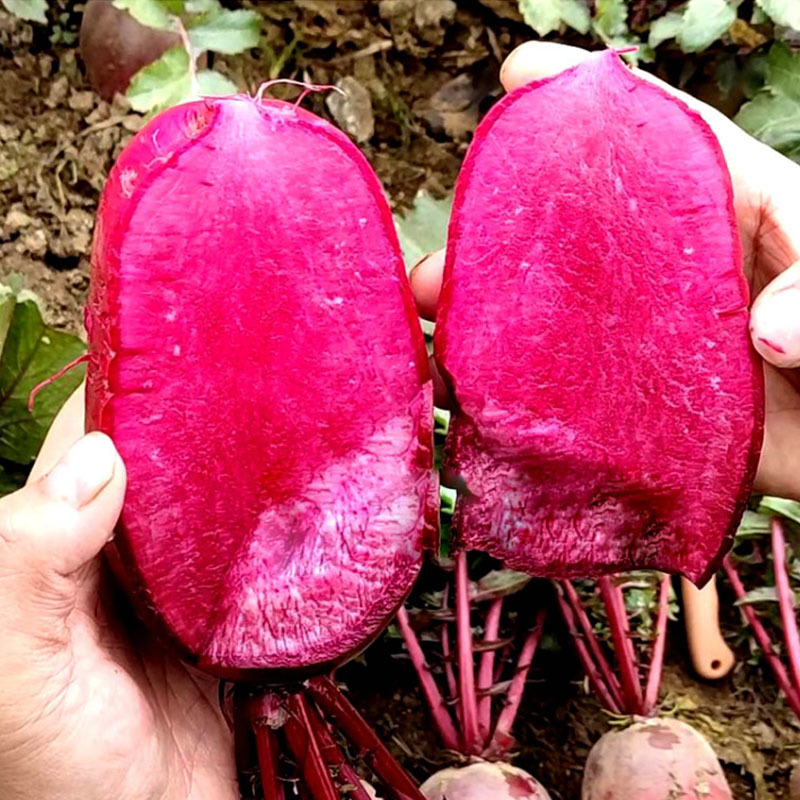 凤梨萝卜种子红皮红肉70天无辣味脆嫩鲜美大田基地