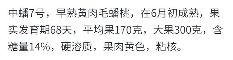 中蟠7号新品种早熟黄金蟠100桃苗黄肉毛