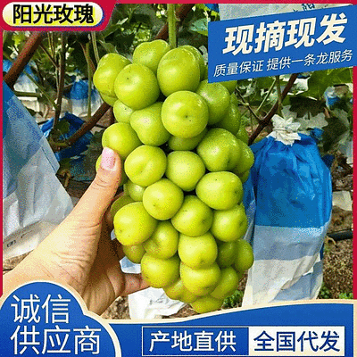 【荐】阳光玫瑰/陕西葡萄/产地现摘/对接批发～电商～商超