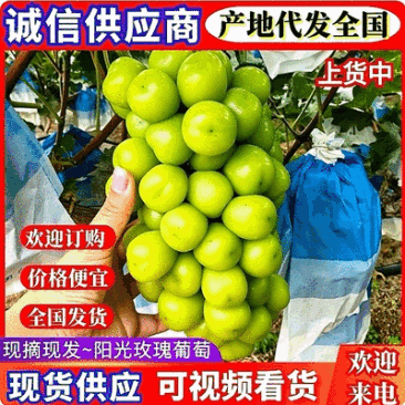 『精』陕西阳光玫瑰产地直发/量大从优/全国发货/欢迎来电
