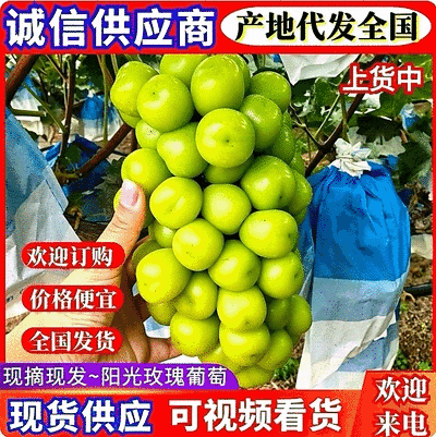 『精』陕西阳光玫瑰产地直发/量大从优/全国发货/欢迎来电