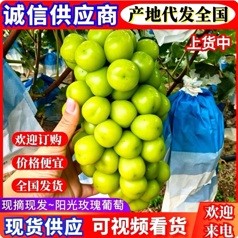 『精』陕西阳光玫瑰产地直发/量大从优/全国发货/欢迎来电