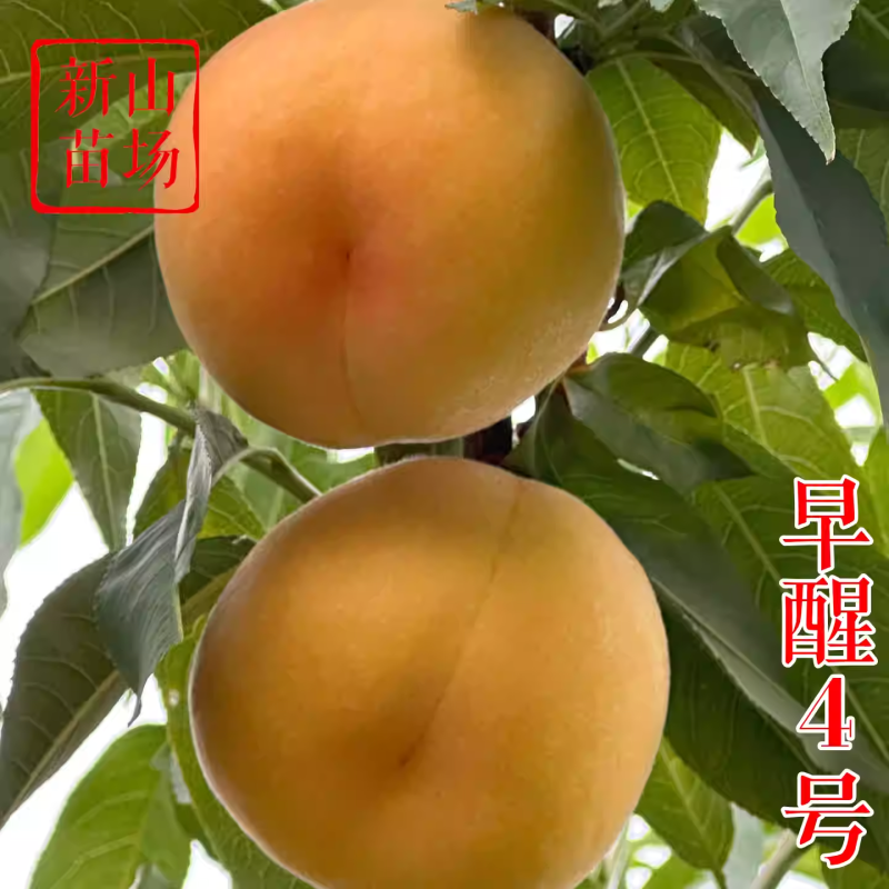 【早醒4号桃树苗】早熟黄桃低冷量台农广东广西福建可种桃子