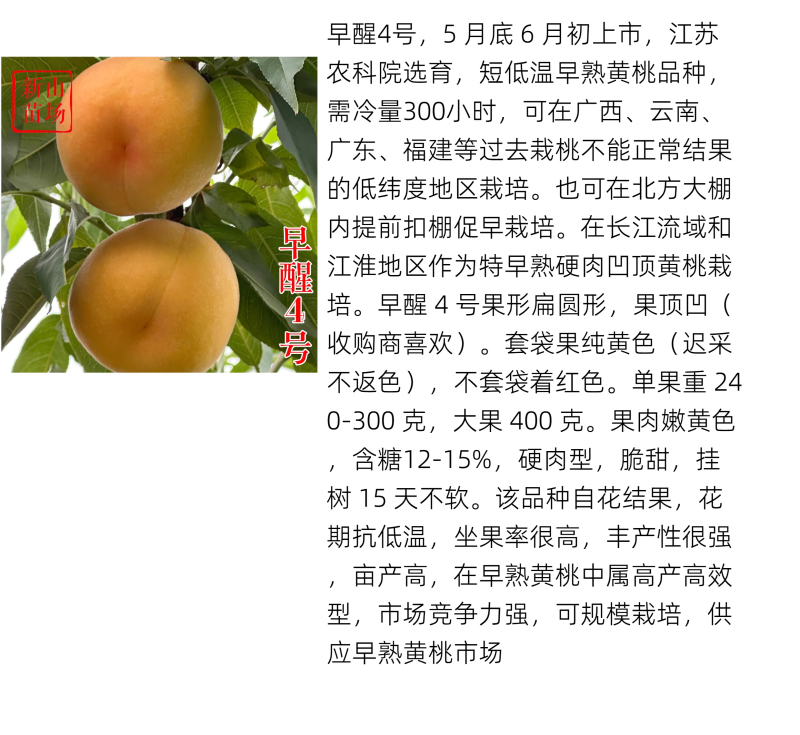【早醒4号桃树苗】早熟黄桃低冷量台农广东广西福建可种桃子