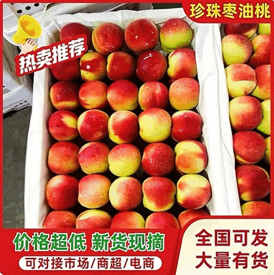 【荐】珍珠枣油桃/陕西油桃/珍珠3号油桃/批发～电商平台