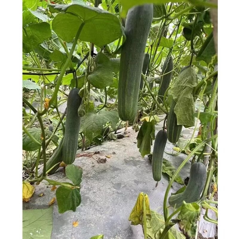 金美四季水果吊瓜种子中早熟高产抗病耐热春夏秋旱黄瓜种籽