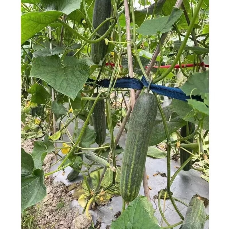 金美四季水果吊瓜种子中早熟高产抗病耐热春夏秋旱黄瓜种籽