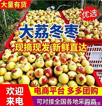 【热卖】大荔冬枣&陕西冬枣/产区直发/对接电商/欢迎选购