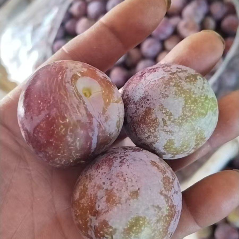 精品脆红李子大量上市品质保证量大从优一手货源