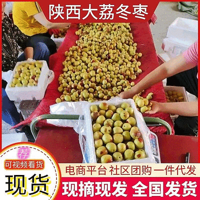 陕西大荔冬枣《产地现摘》一件代发/电商商超市场/大量对接