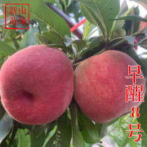 早醒8号水蜜桃苗5月早熟白肉蜜桃脆江苏农科院