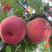 早醒8号水蜜桃苗5月早熟白肉蜜桃脆江苏农科院